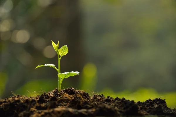 Expert Plant Care