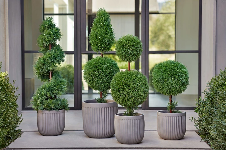 Outdoor Plants