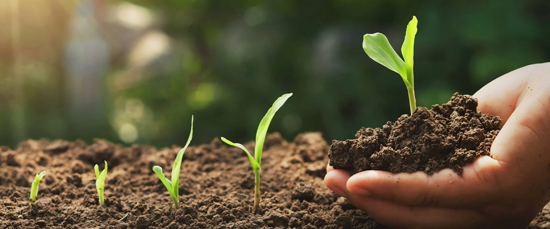 Organic plant food
