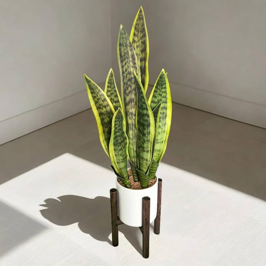 Snake plant